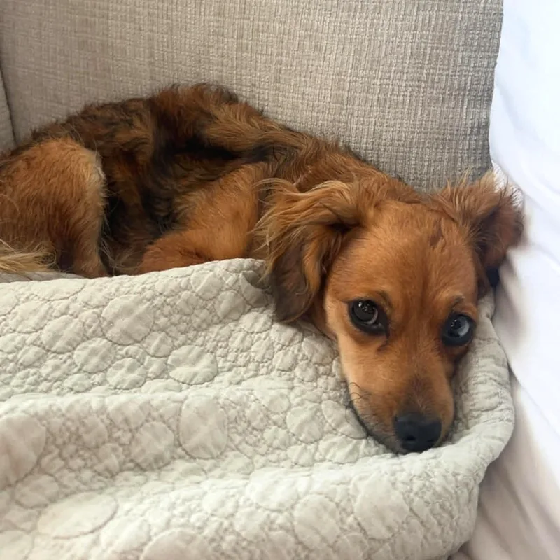 An adult small-sized female Golden Dachshund dog named Rosalie Hw+ for adoption in Tampa, FL