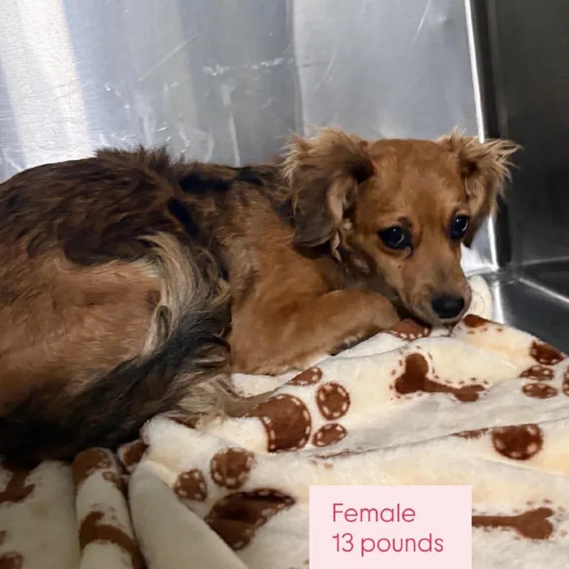 Rosalie Hw+ thumbnail 2