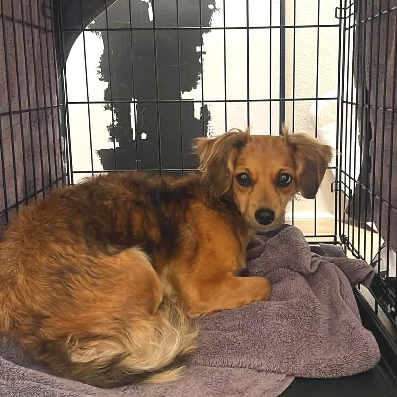 Rosalie Hw+ thumbnail 3