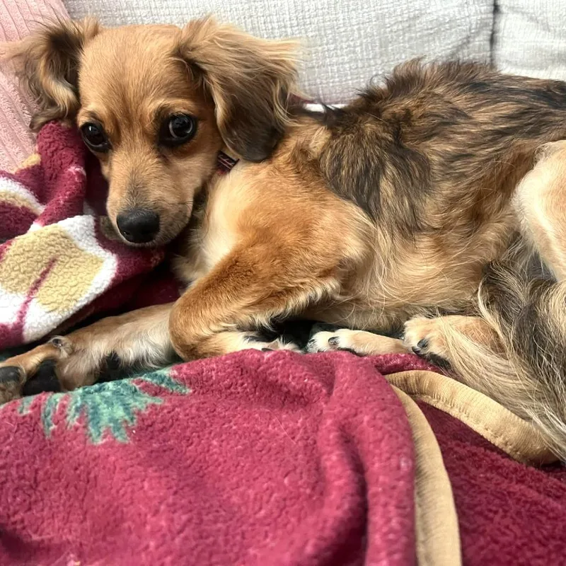 Rosalie Hw+ thumbnail 4