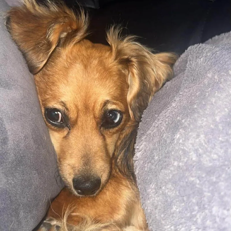 Rosalie Hw+ thumbnail 5