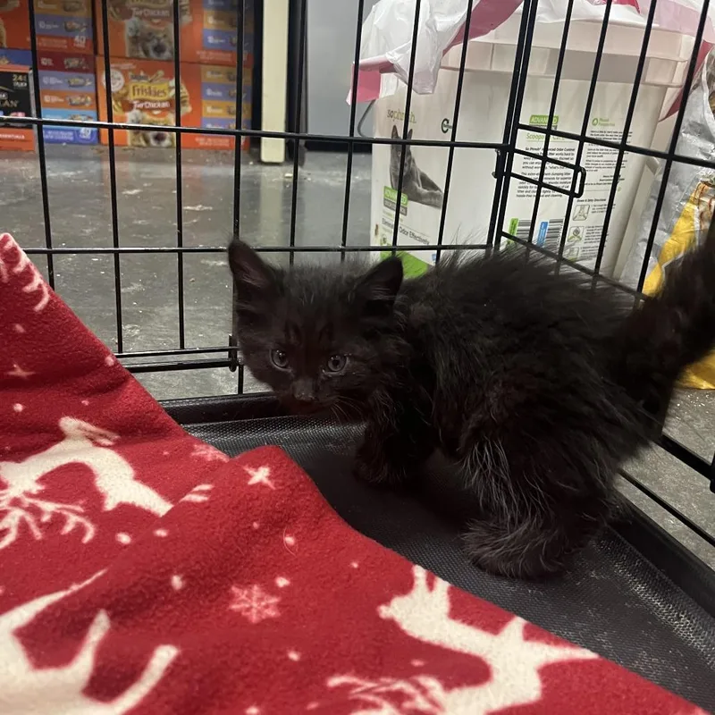 Salem