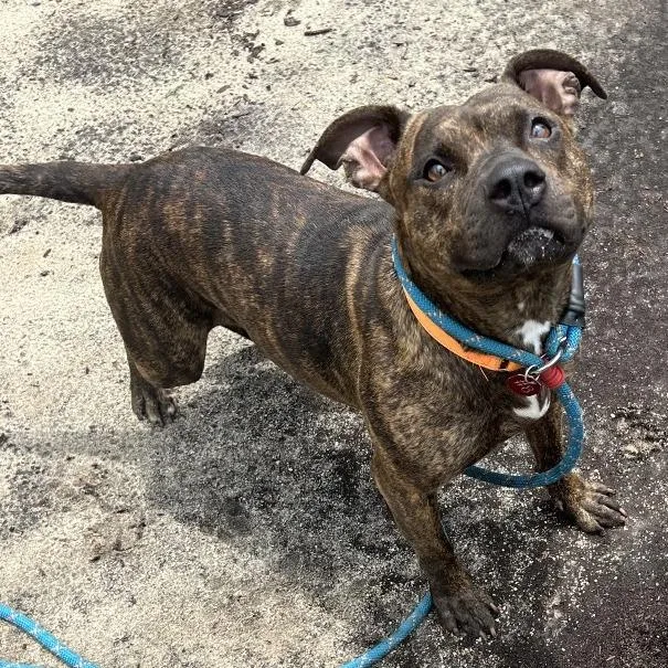 An adult medium-sized female Brindle Pit Bull Terrier dog named Kleo for adoption in Newark, NJ