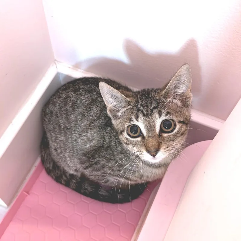 A baby small-sized female Brown / Chocolate Domestic Short Hair cat named Aries for adoption in Forest Park, IL