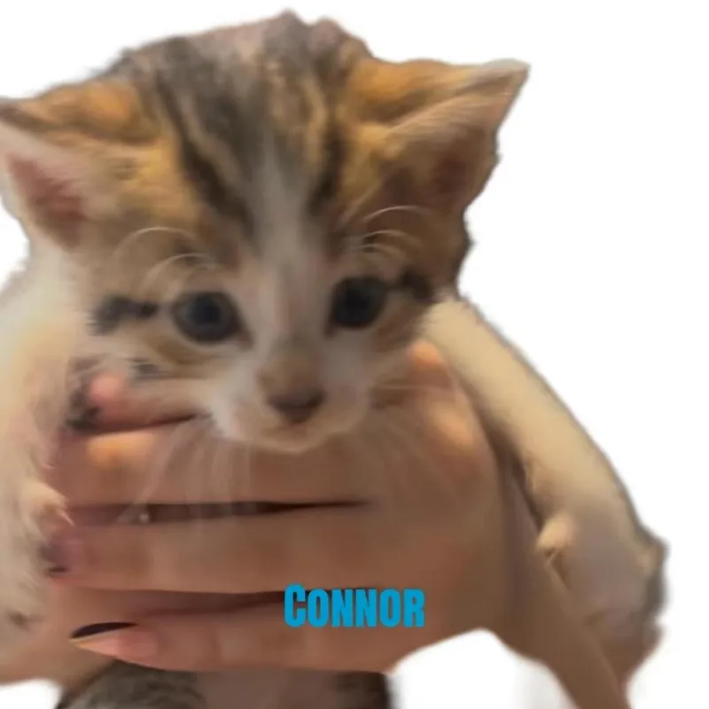 A baby small-sized male Brown / Chocolate Domestic Short Hair cat named Connor for adoption in Carmel, IN