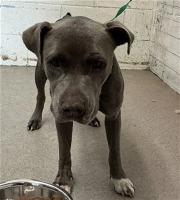 An adult medium-sized female Pit Bull Terrier dog named Tuna for adoption in San Bernardino, CA