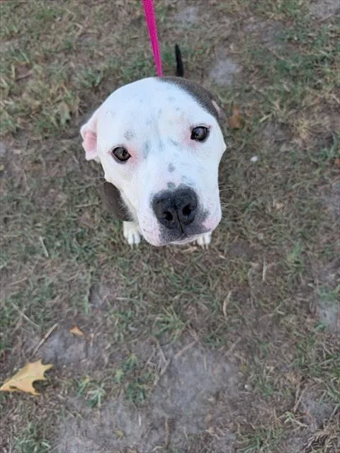An adult medium-sized female Pit Bull Terrier dog named Sugar for adoption in Fayetteville, NC