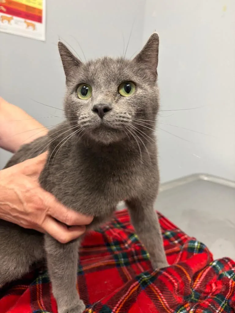 A young medium-sized female Domestic Short Hair cat named Barbra Jean for adoption in Bloomington, IN