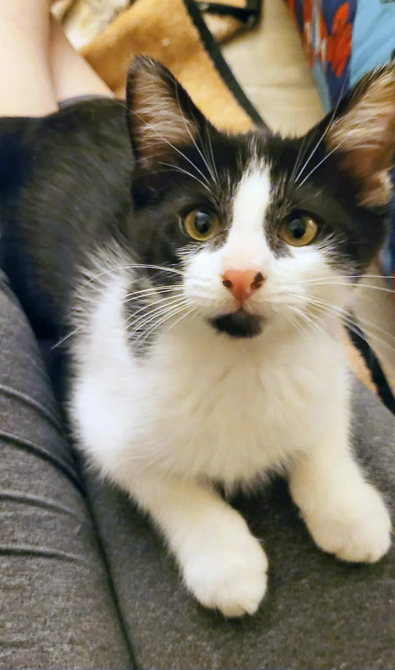 A baby small-sized male Black & White / Tuxedo Domestic Short Hair cat named Nutro for adoption in Mission Viejo, CA
