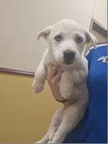 A baby large-sized female Great Pyrenees dog named Queeny for adoption in Morton Grove, IL