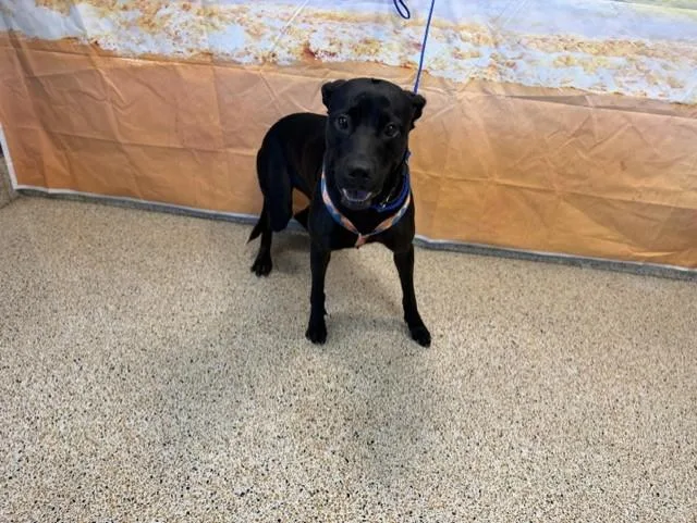 A young large-sized female Labrador Retriever dog named Sasha for adoption in Miami, FL