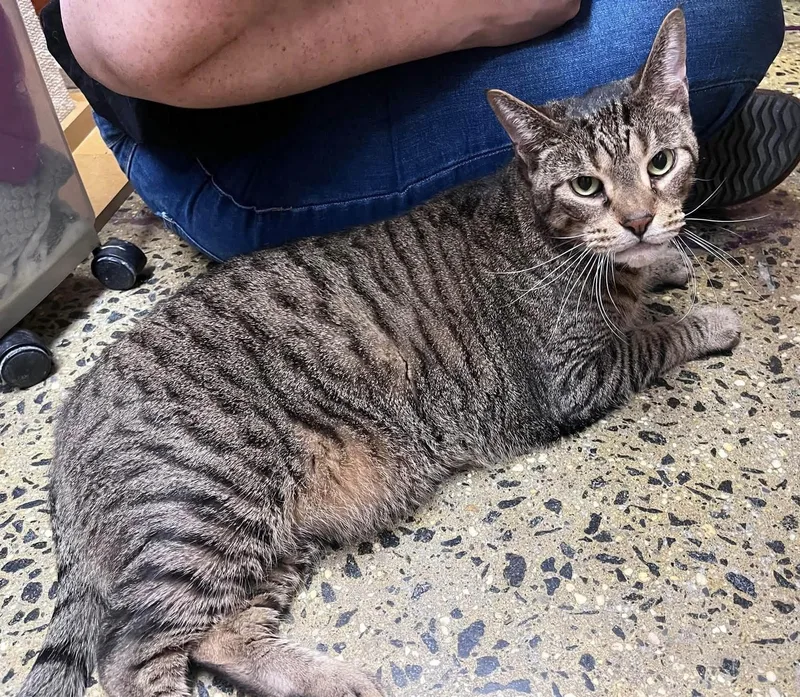 A senior medium-sized male Tabby (Brown / Chocolate) Domestic Short Hair cat named Sammy for adoption in Long Beach, NY