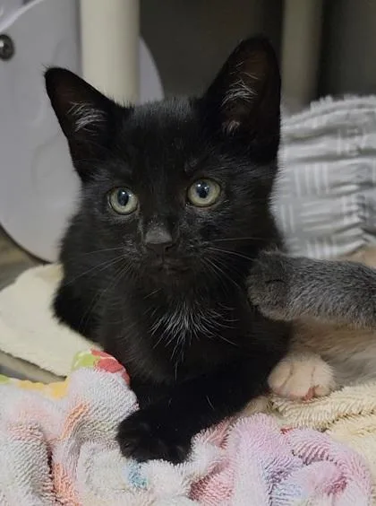 A baby medium-sized female Domestic Short Hair cat named Pyrenees for adoption in Elmira, NY