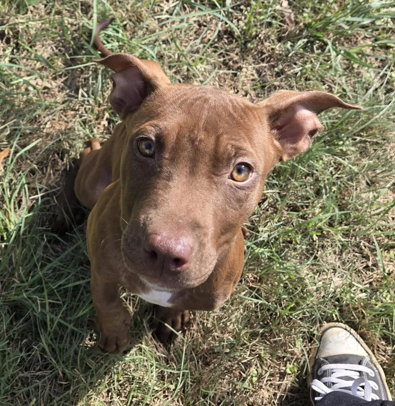 A baby medium-sized female Pit Bull Terrier dog named FizzamaWizzamaDill for adoption in Graham, TX