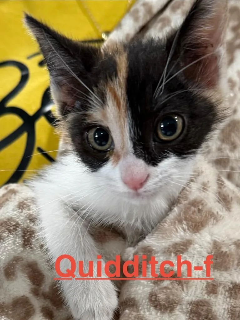 Quidditch