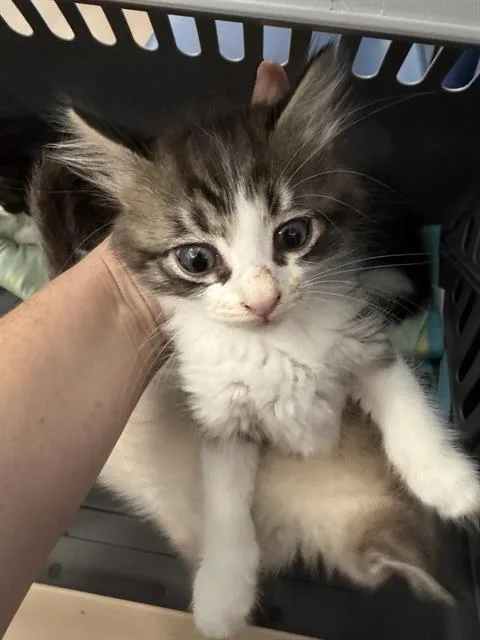 A baby medium-sized male Domestic Medium Hair cat named Austin for adoption in Dallas, TX