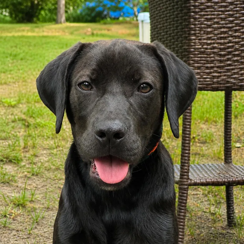 A baby small-sized male Black Labrador Retriever dog named Leo for adoption in Hagerstown, MD