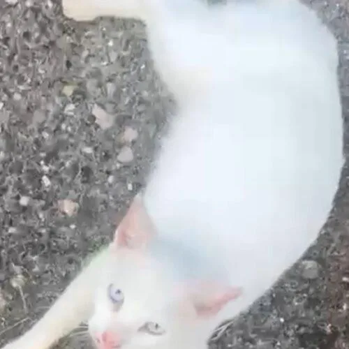 A baby medium-sized female White Domestic Short Hair cat named Aspen for adoption in Tampa, FL