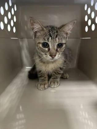 A baby small-sized female Domestic Short Hair cat named Jersey for adoption in Cumming, GA