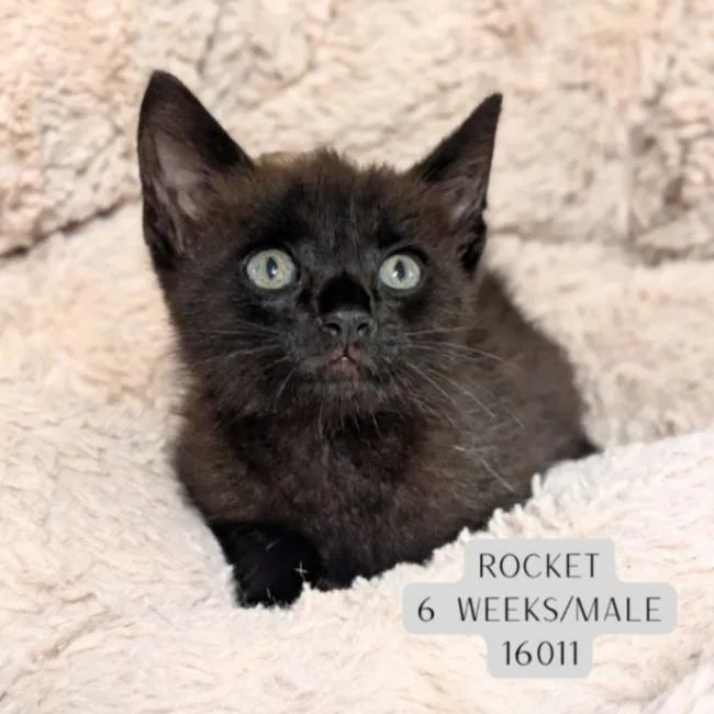 A young medium-sized male Black Domestic Short Hair cat named Rocket for adoption in Supply, NC