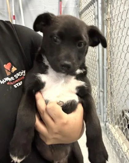 A baby medium-sized male Labrador Retriever dog named Ricky for adoption in Washington, DC