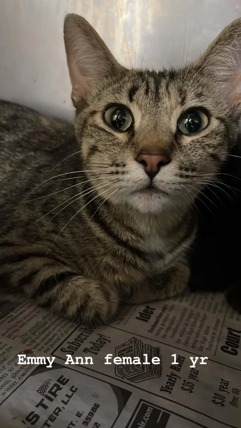 An adult medium-sized female Tabby (Brown / Chocolate) Domestic Short Hair cat named Emmy Ann for adoption in Fort Payne, AL
