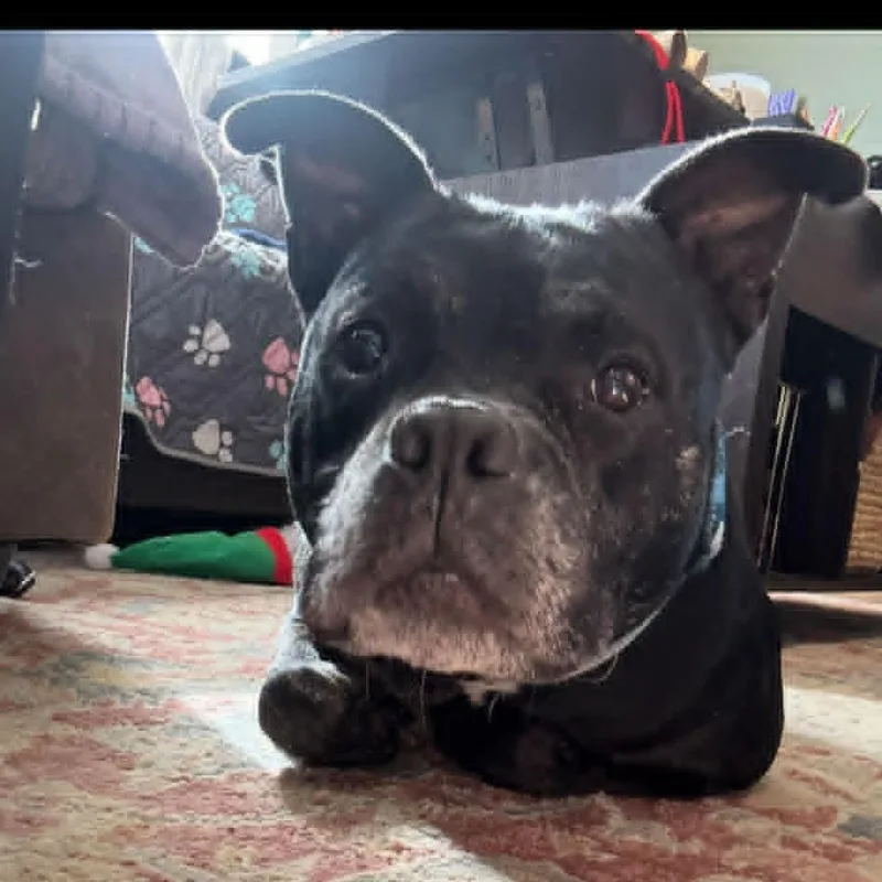 A senior medium-sized female Black Pit Bull Terrier dog named Birdie for adoption in Clarksville, TN