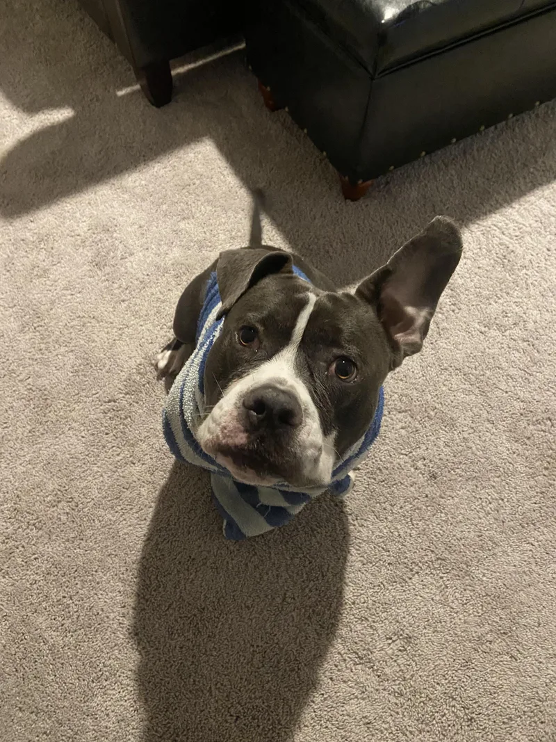 A young medium-sized male Pit Bull Terrier dog named Donner for adoption in Pflugerville, TX