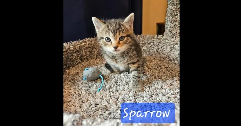 A baby small-sized male Domestic Short Hair cat named Sparrow for adoption in Chalfont, PA