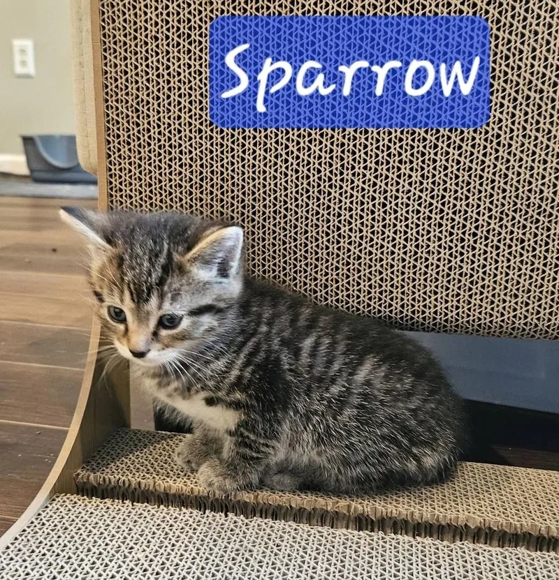 Sparrow thumbnail 2