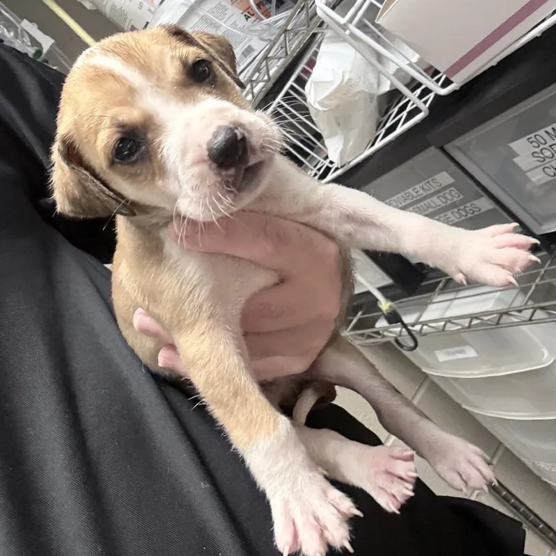 A baby medium-sized male Yellow / Tan / Blond / Fawn Terrier dog named Artemis for adoption in Huntsville, AL