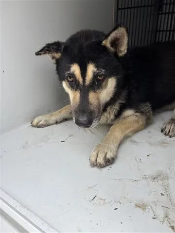 An adult large-sized male Siberian Husky dog named A for adoption in Houston, TX