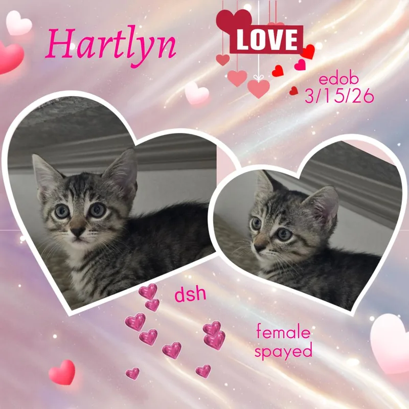 Hartlyn ORT thumbnail 5