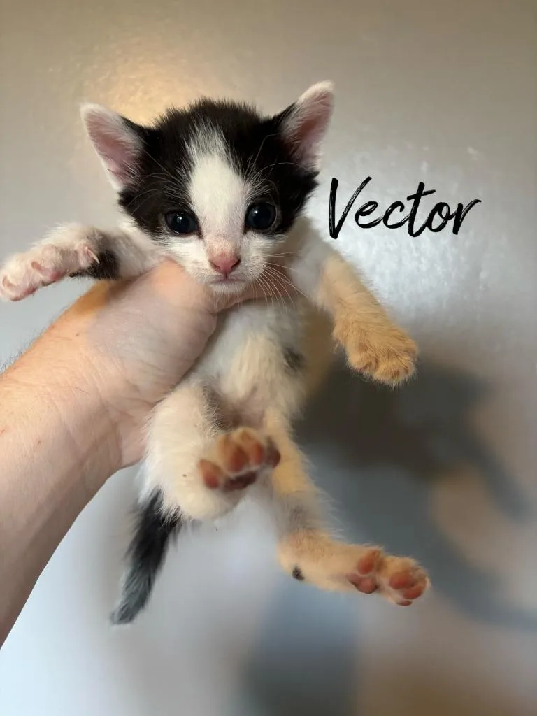 A baby small-sized male Domestic Short Hair cat named Vector for adoption in Rutherfordton, NC