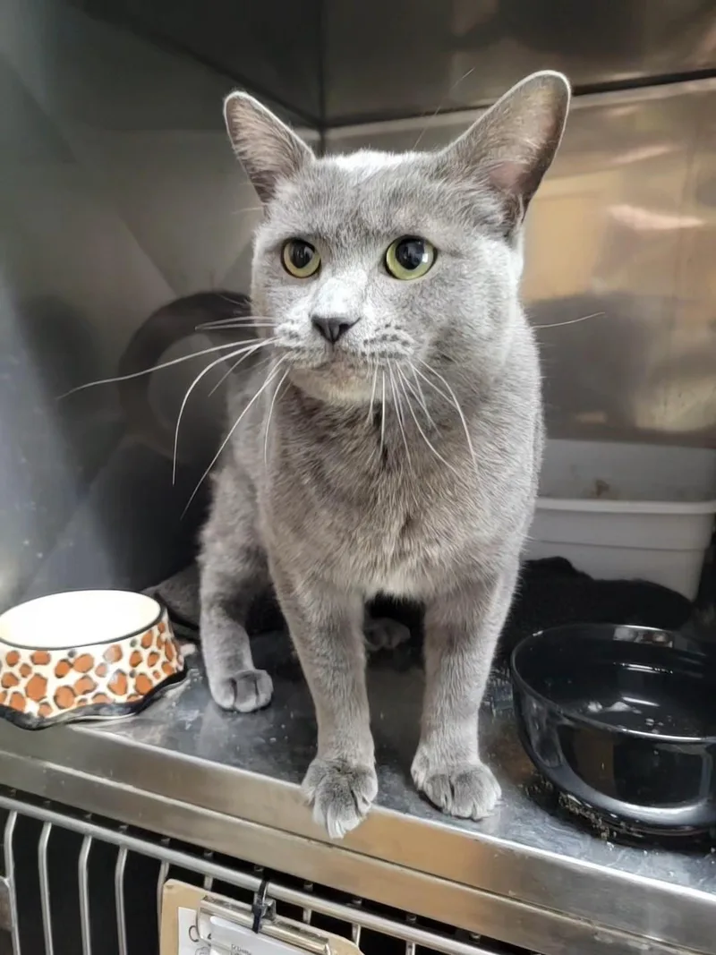 An adult medium-sized female Gray / Blue / Silver Domestic Short Hair cat named Honey for adoption in Port Angeles, WA