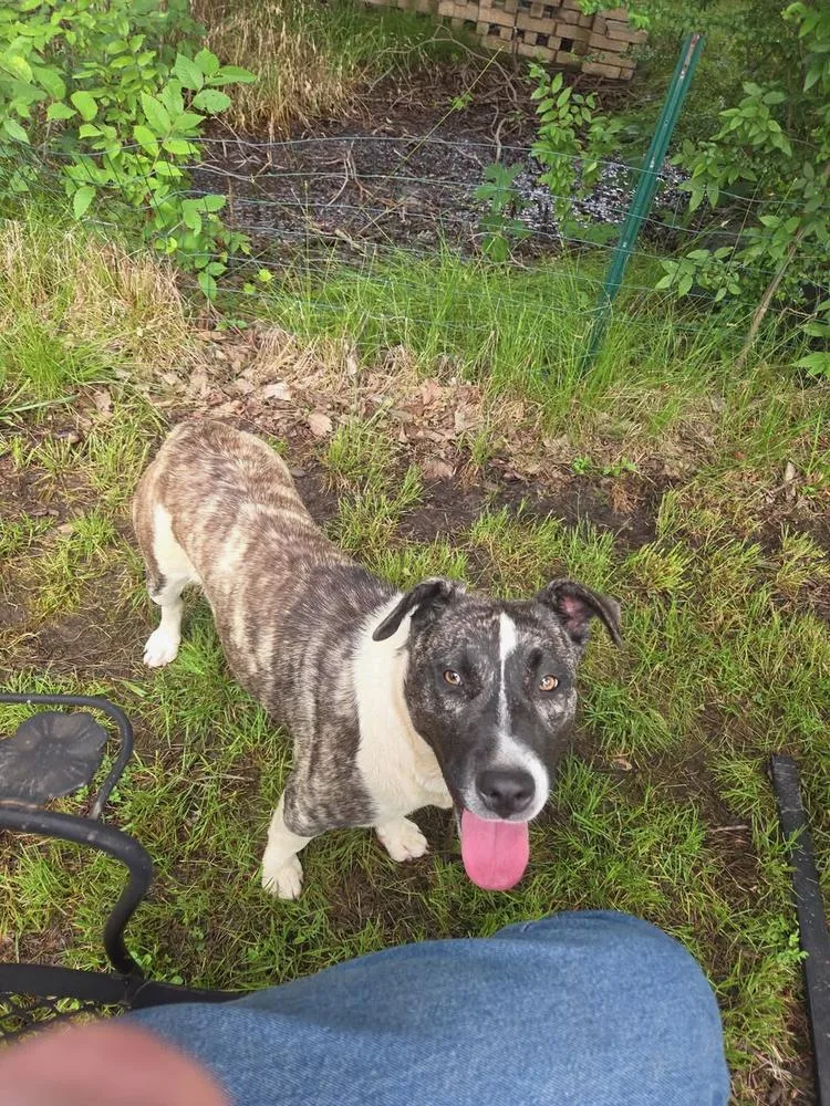 A young medium-sized female Terrier dog named Penny for adoption in TULSA, OK