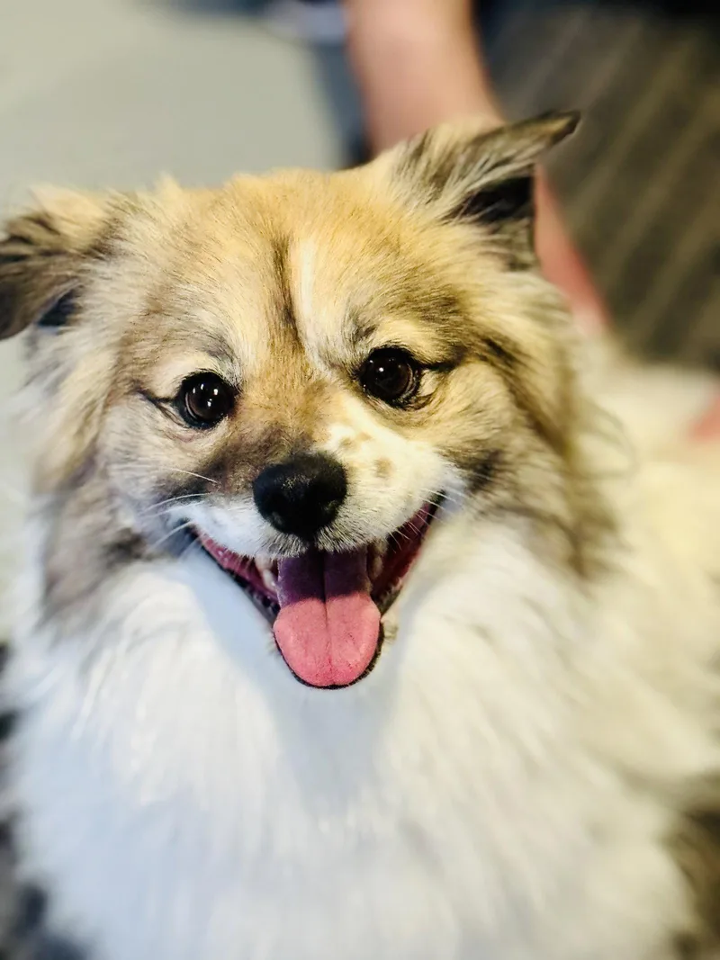 A young medium-sized male Pomeranian dog named Ducky for adoption in Utica, MI