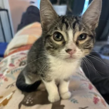 Pip