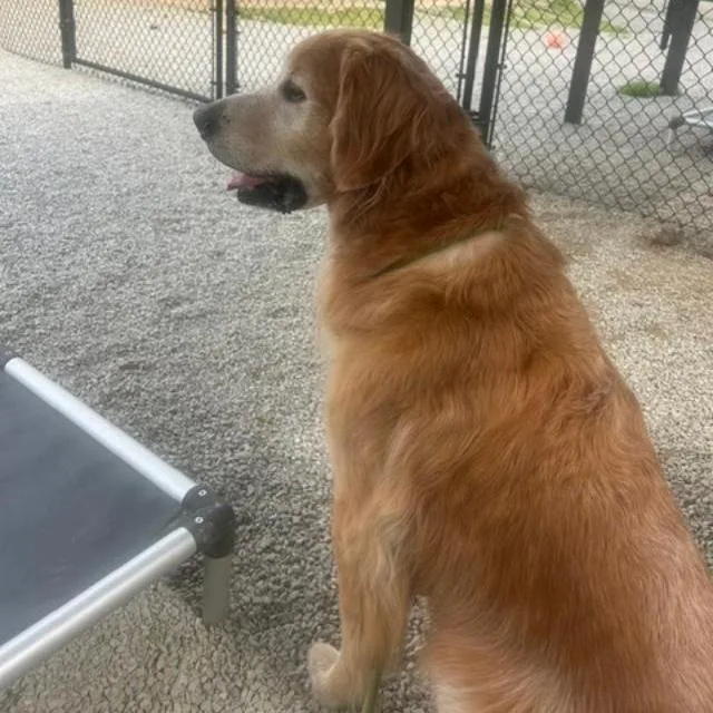 An adult large-sized male Brown / Chocolate Golden Retriever dog named Kevin for adoption in Louisville, KY