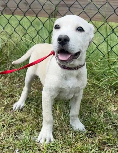 A baby large-sized male Labrador Retriever dog named Rolo for adoption in Tarrytown, GA