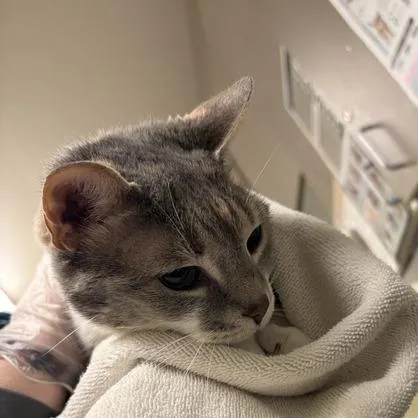 A senior small-sized female Black Domestic Medium Hair cat named Patches for adoption in Asheville, NC