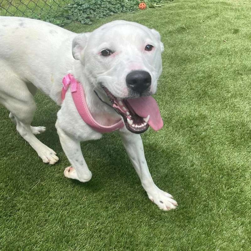 An adult large-sized female White / Cream Mixed Breed dog named Brinley for adoption in Davenport, IA