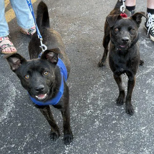 Devon thumbnail 2