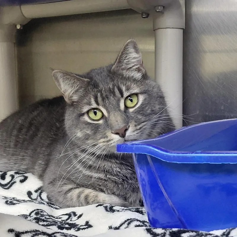 An adult large-sized male Gray / Blue / Silver Domestic Short Hair cat named Bruiser for adoption in Springfield, IL