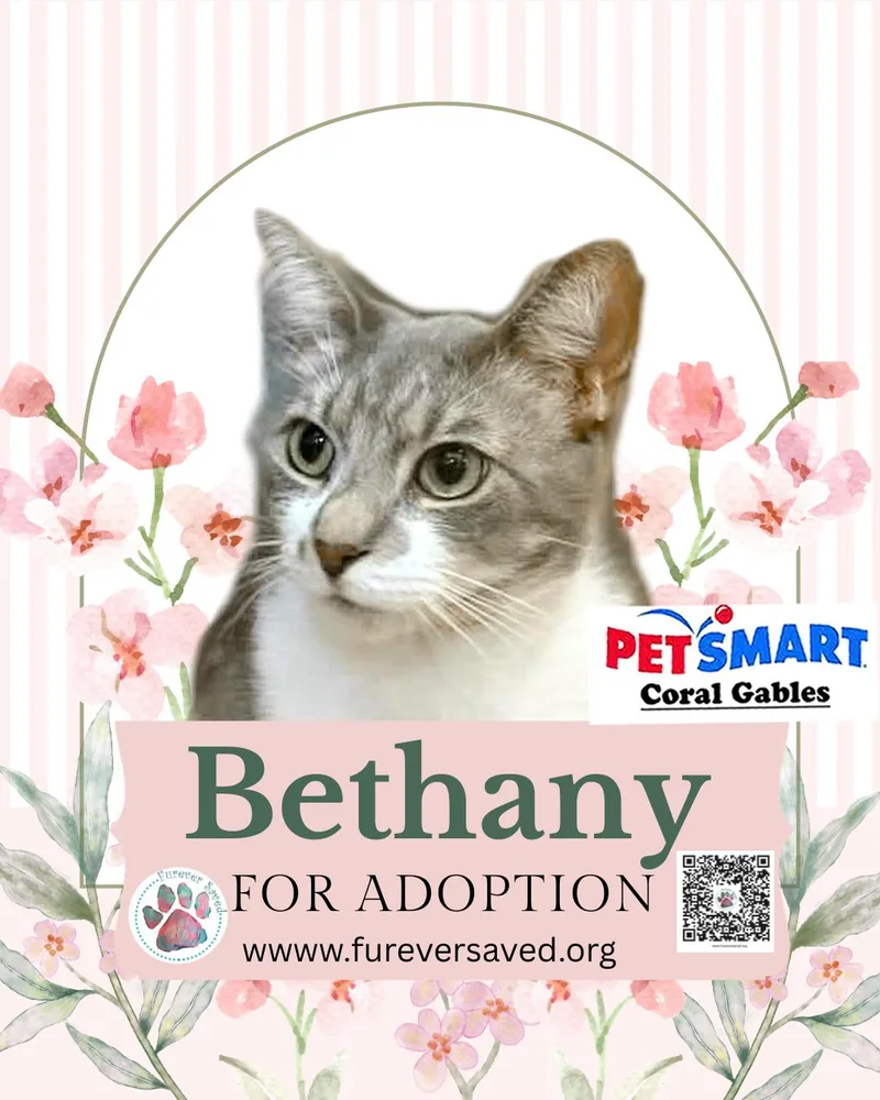 A young small-sized female Tabby (Gray / Blue / Silver) Domestic Short Hair cat named Bethany for adoption in Miami, FL