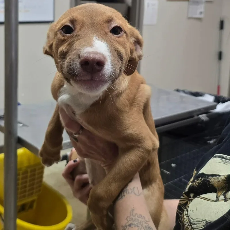 Pistachio thumbnail 2