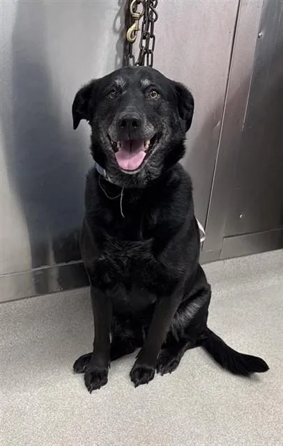 An adult large-sized female Labrador Retriever dog named Raven for adoption in Fairbanks, AK