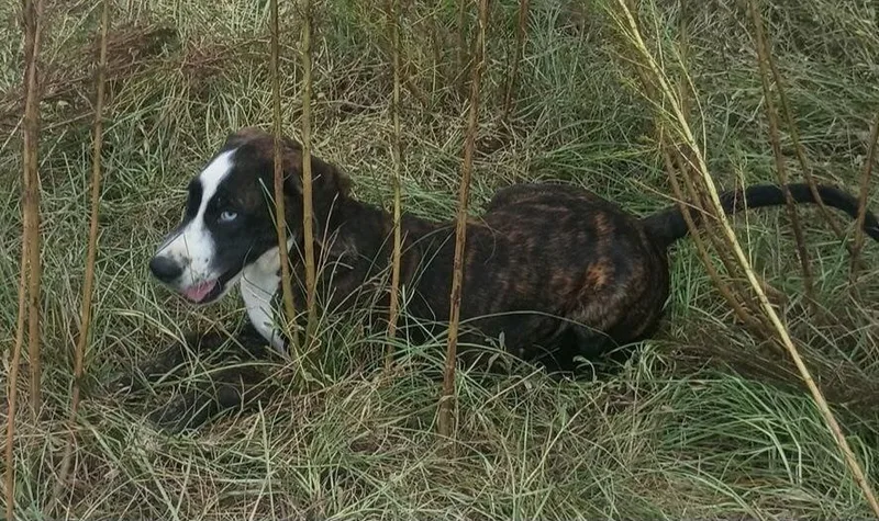 Lucy
