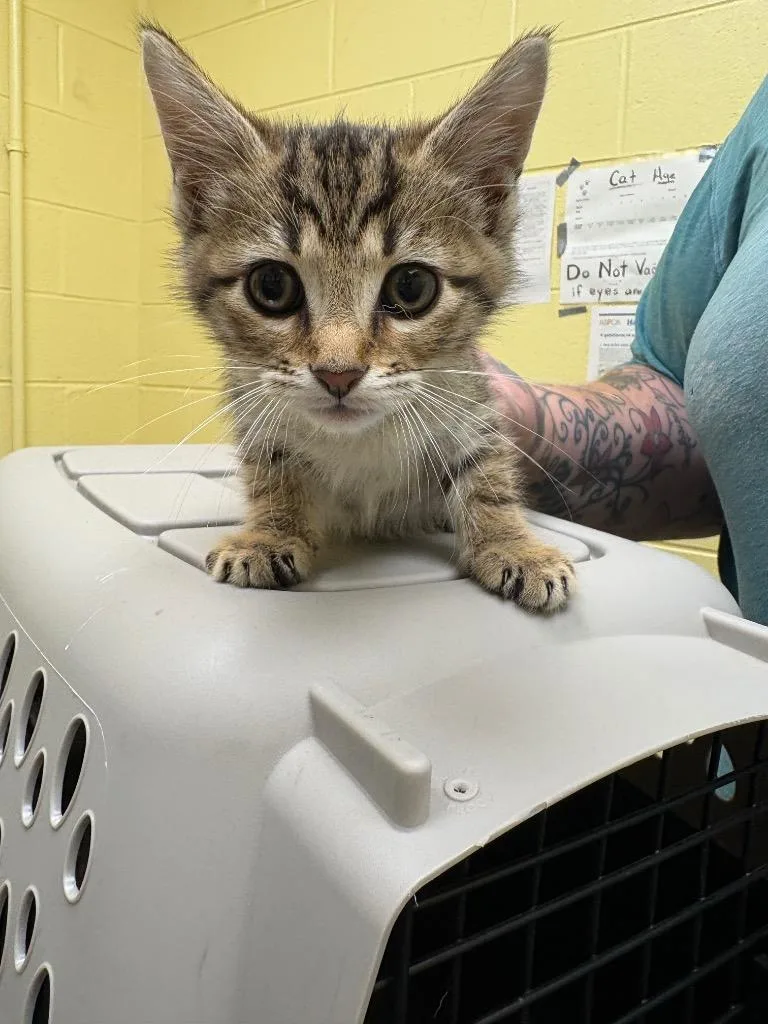A baby small-sized male Domestic Short Hair cat named Popeye for adoption in Crossville, TN