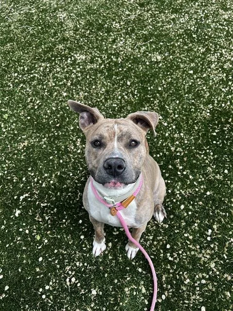 A young medium-sized female Pit Bull Terrier dog named Sonnet for adoption in West Valley City, UT